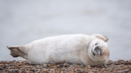 A fluffy white grey seal pup laying on the shingle ridge at Orford Ness in Suffolk